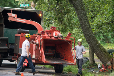 Tree Removal Vacaville Tree Service