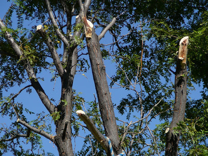 Large Tree Removal Vacaville Tree Service