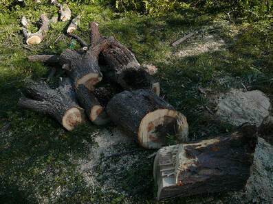 Recent Tree Removal Vacaville Tree Service
