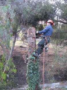 Stump Removal Vacaville Tree Service