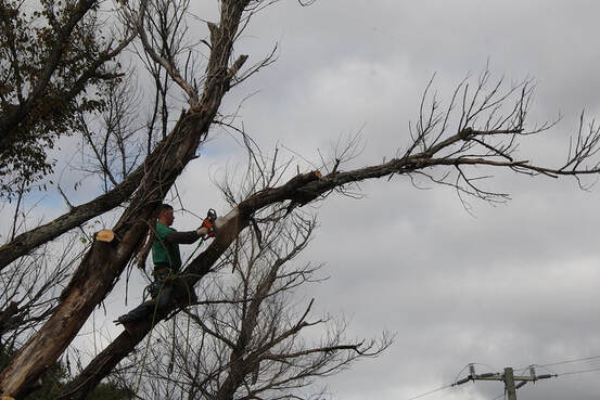 Tree Removal Vacaville Tree Service