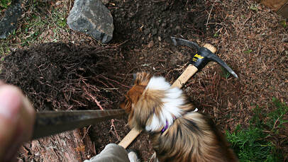 Vacaville Tree Service Stump Removal