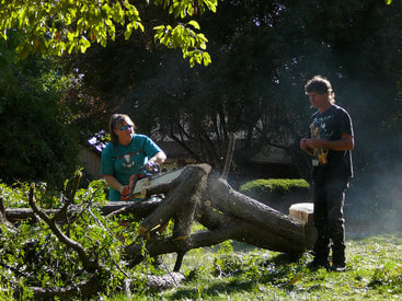 Tree Removal Tree Service Vacaville