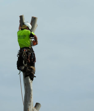 Vacaville Tree Service Tree Removal